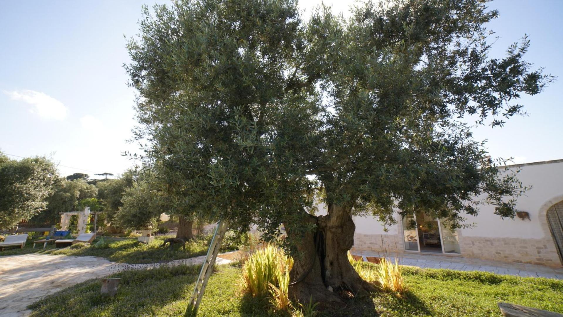 فيلا Dimora Trullivo, Charming House كاستيلانا غروتي المظهر الخارجي الصورة